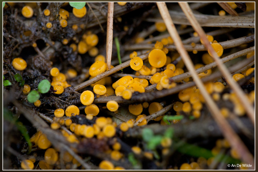 Geel Schijfzwammetje - Bisporella citrina