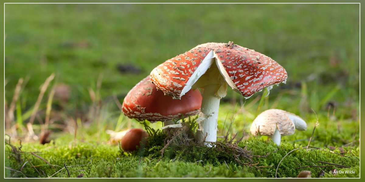 Vliegenzwam - Amanita muscaria