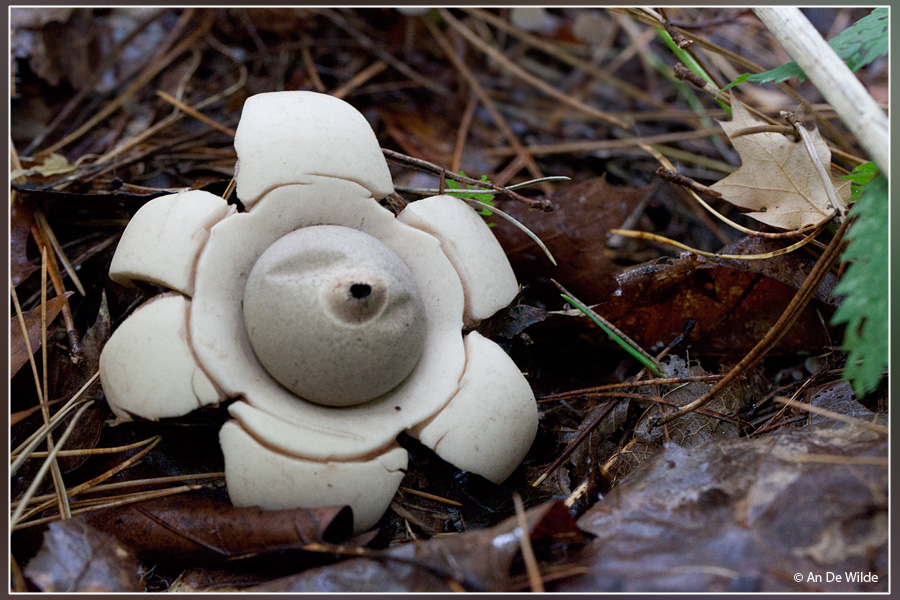 Gekraagde Aardster - Geastrum triplex