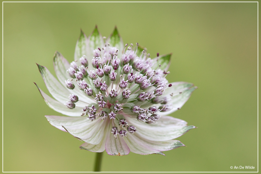 Groot sterrenscherm - Astrantia major