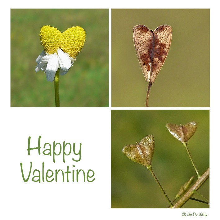 happy valentine