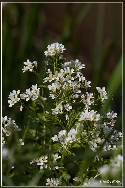 Bittere veldkers - Cardamine amara