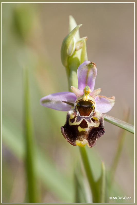 Hommelorchis - Ophrys fuciflora