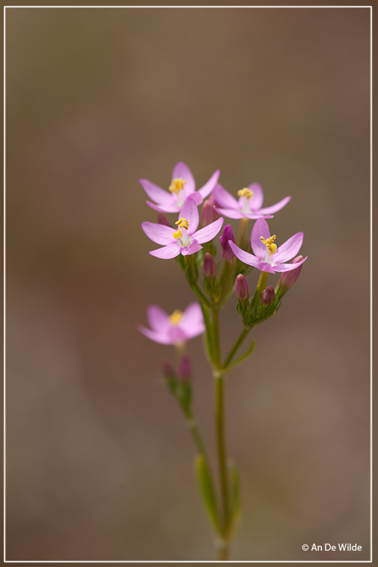 Echt duizendguldenkruid - Centaurium erythraea