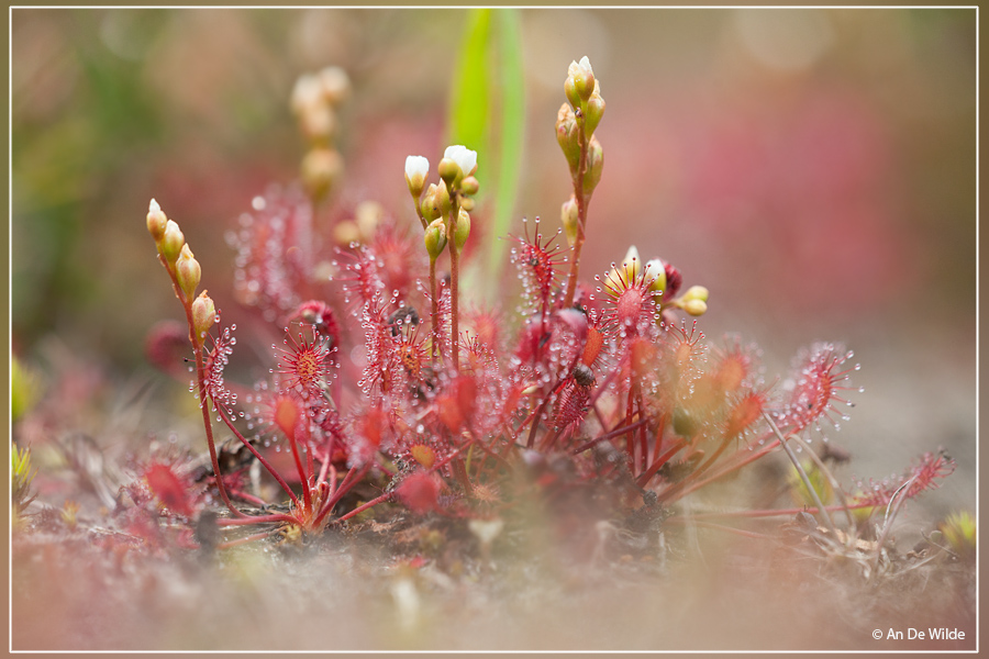 Kleine zonnedauw - Drosera intermedia