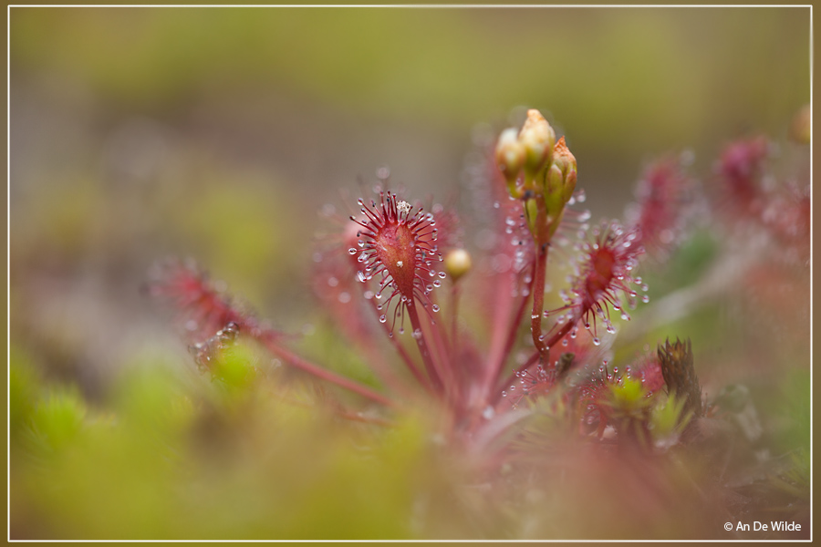 Kleine zonnedauw - Drosera intermedia