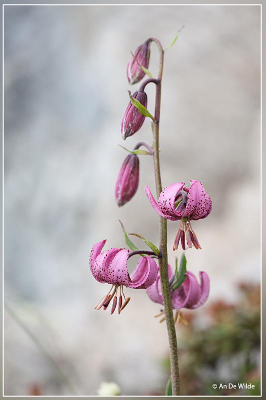 Turkse lelie - Lilium martagon