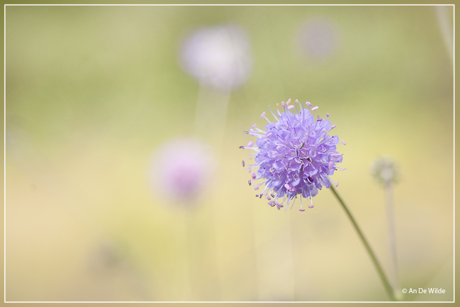 Blauwe knoop - Succisa pratensis 