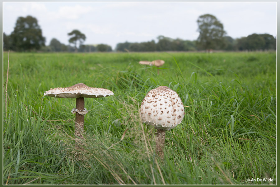 Grote parasolzwam - Macrolepiota procera