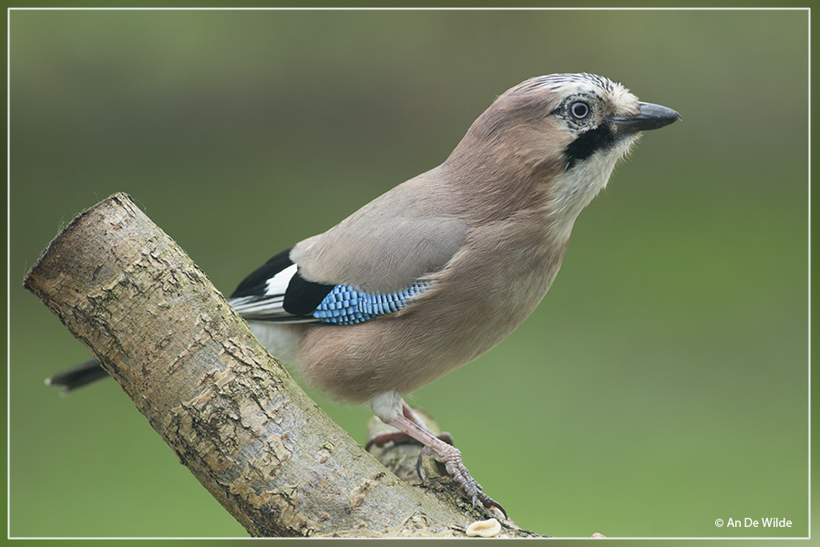 Gaai - Garrulus glandarius