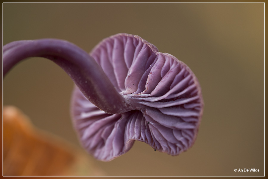 Amethistzwam - Laccaria amethystina