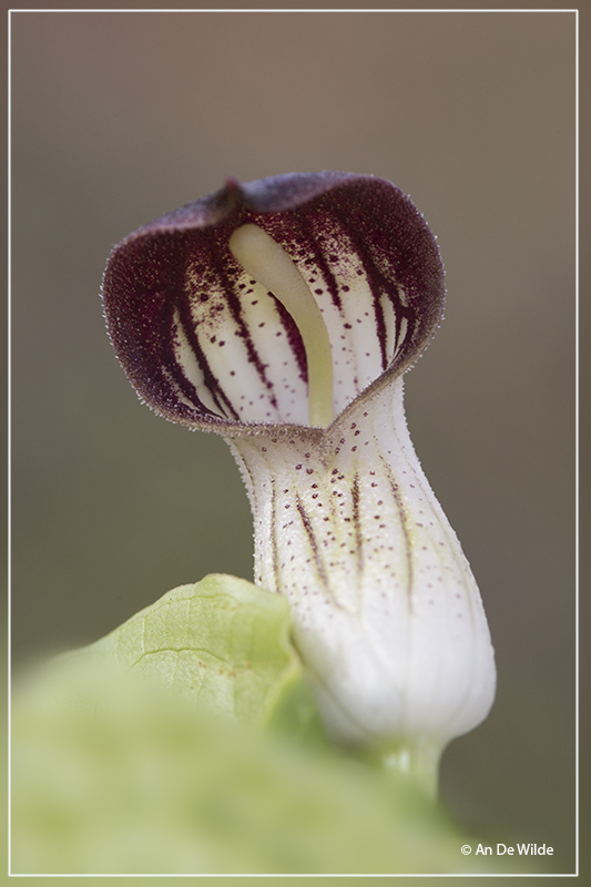 IMG_8538kopie.jpg Arisarum Vulgaris - Gekapperde kalfsvoet