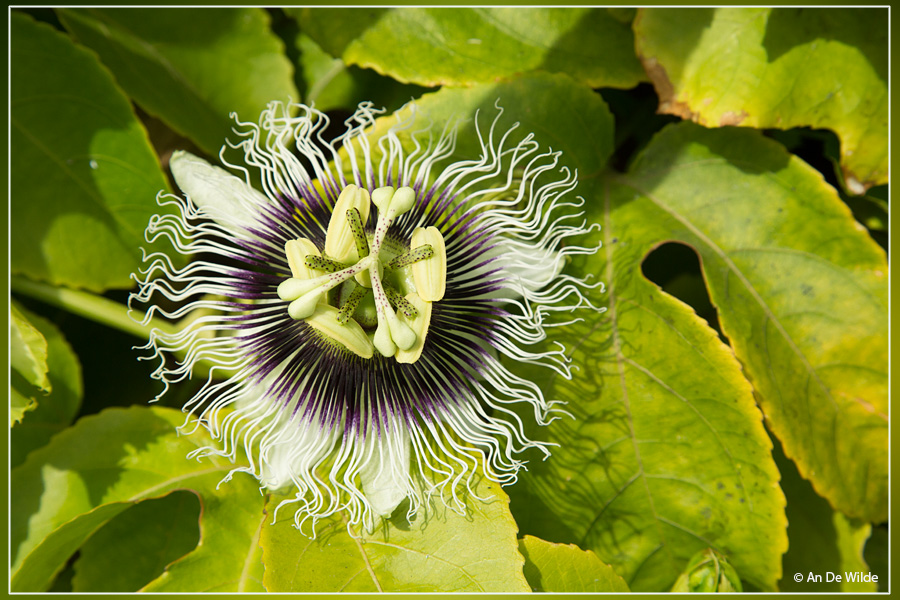 Passiebloem -  Passiflora edulis