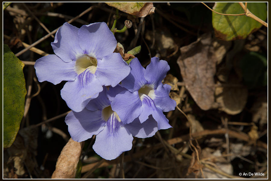 Bengaalse trompet - Thunbergia grandiflora 