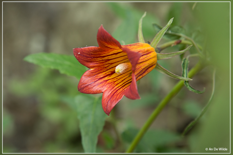 Canarisch klokje - Canarina canariensis