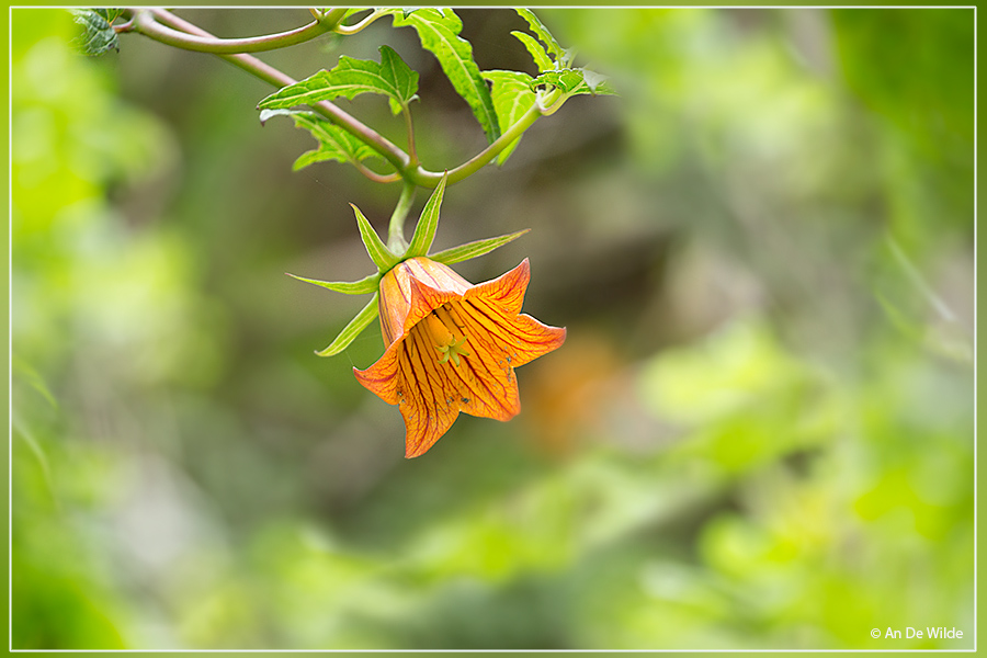 Canarisch klokje - Canarina canariensis