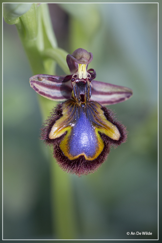 _MG_8292.jpg Spiegelorchis - Ophris speculum 	