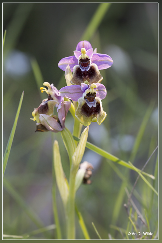 Wolzwever Ophrys - Ophrys tenthredinifera