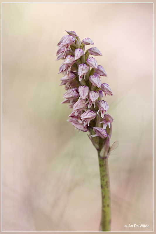 Nonnetjesorchis - Neotinea maculata