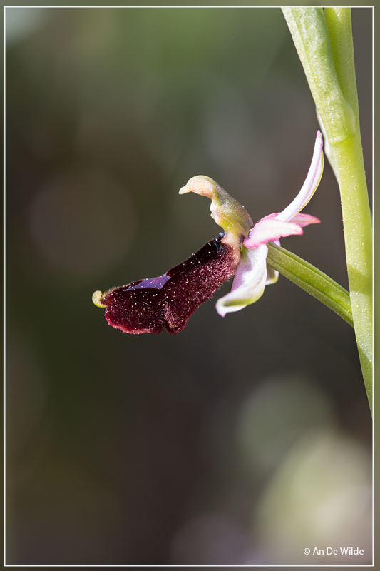 Ophrys Balearica