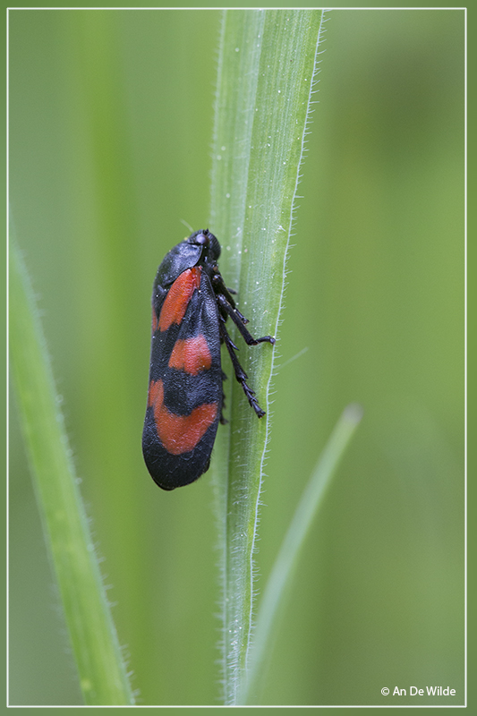 Bloedcicade - Cercopis vulnerata