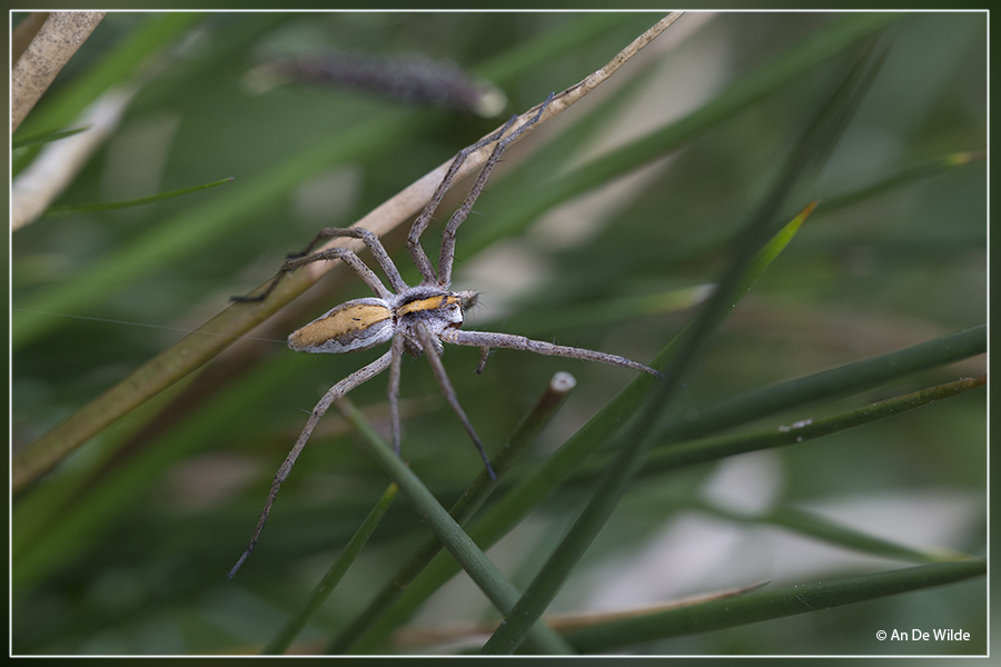 Kraamwebspin - Pisaura mirabilis