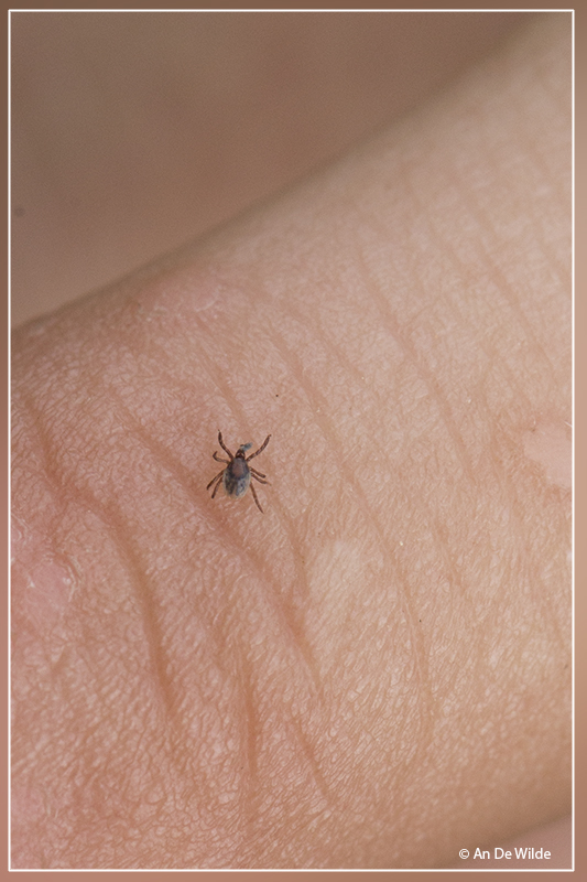 Schapenteek - Ixodes ricinus
