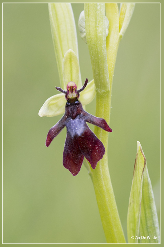 Vliegenorchis - Ophrys insectifera