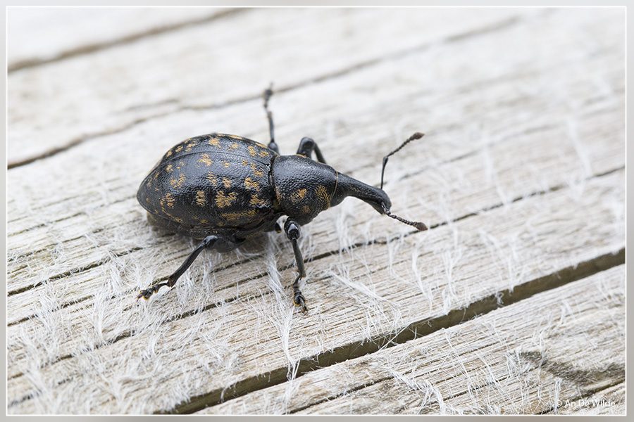 Hoefbladsnuitkever - Bagous glabrirostris