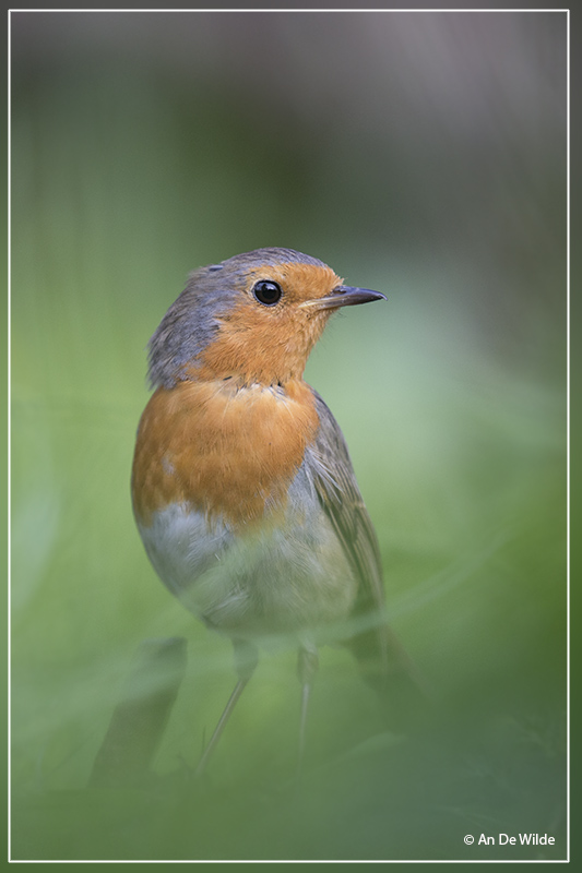  Roodborst - Erithacus rubecula 