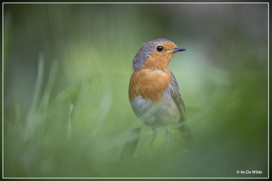 Roodborst - Erithacus rubecula