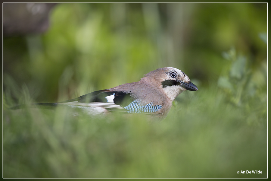 Gaai - Garrulus glandarius