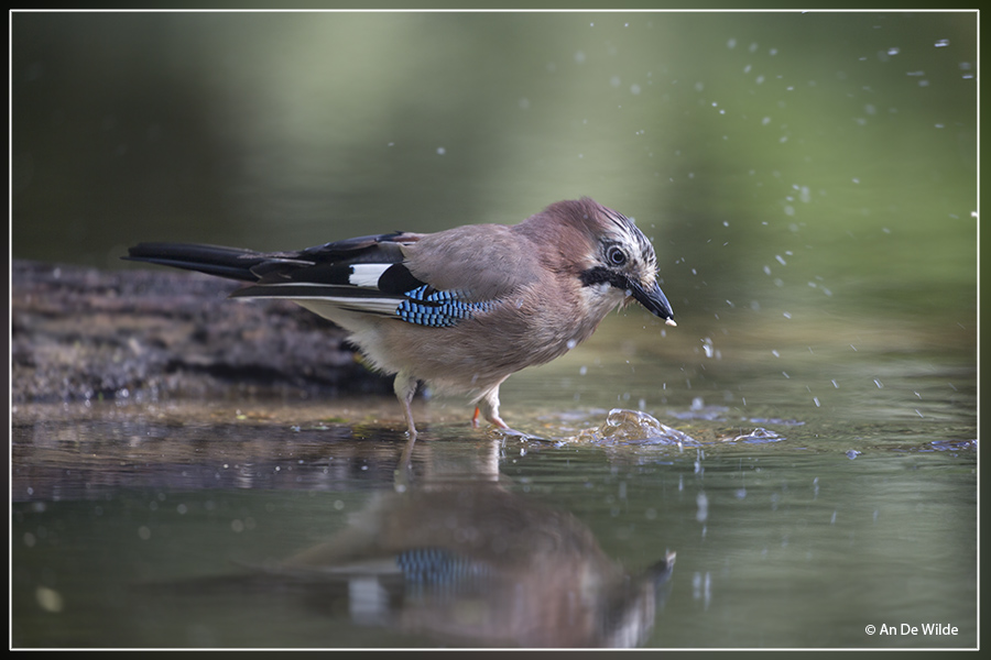 Gaai - Garrulus glandarius