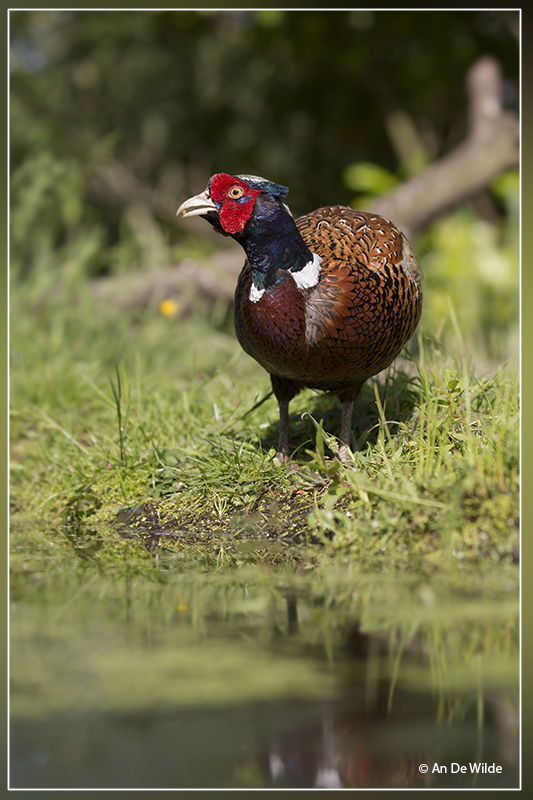 Fazant - Phasianus colchicus