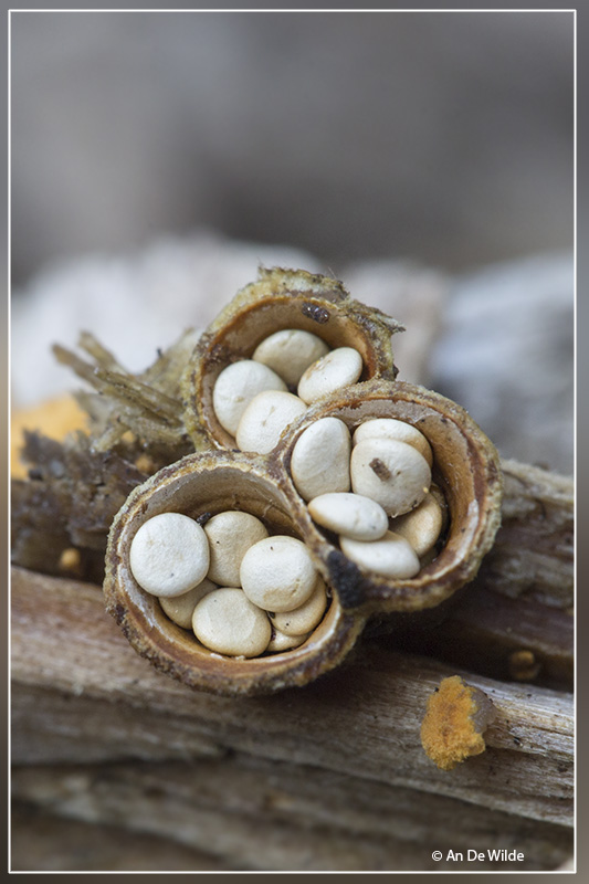 Geel nestzwammetje - Crucibulum crucibuliforme
