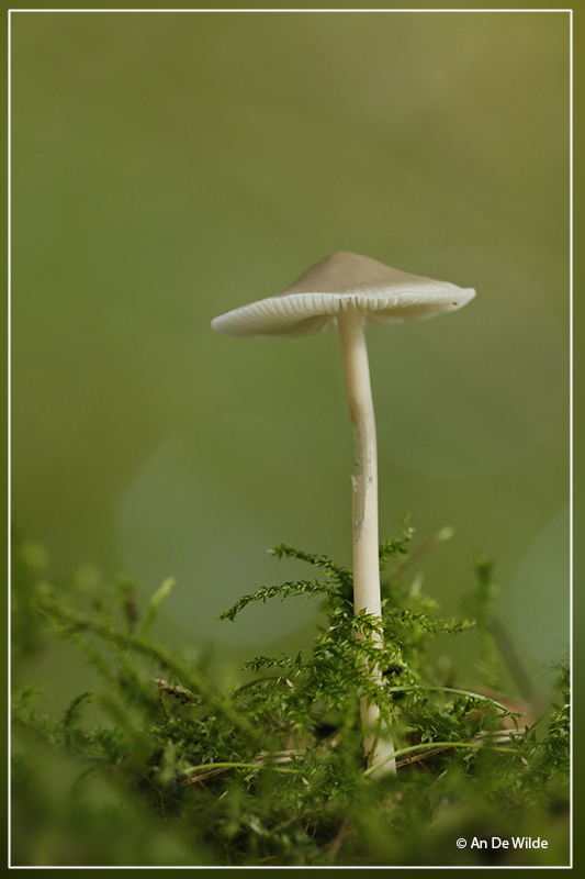 Helmmycena - Mycena galericulata