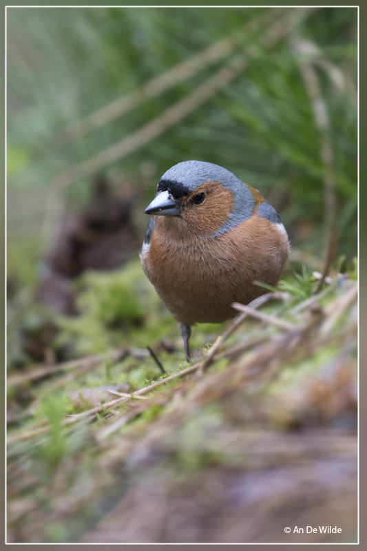 Vink - Fringilla coelebs