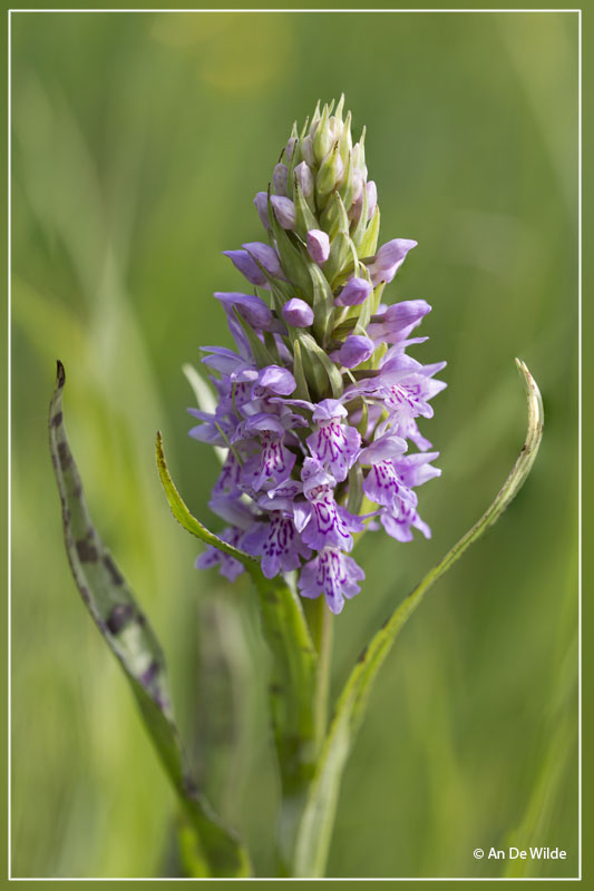 Dactylorhiza   kerneriorum 