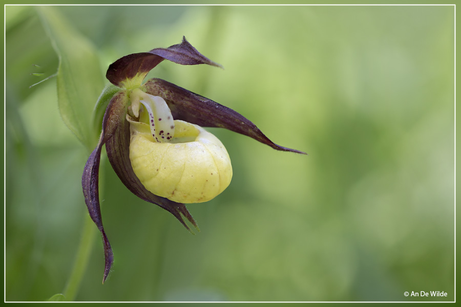 Vrouwenschoentje - Cypripedium calceolus