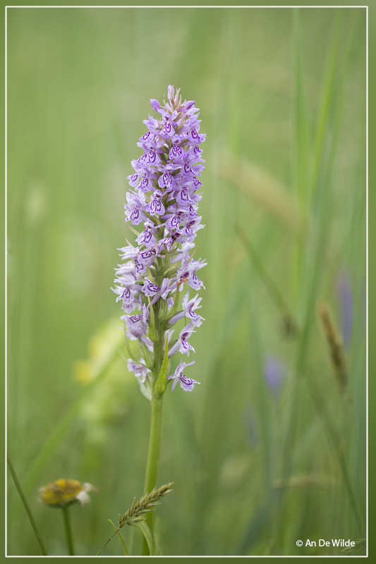 Dactylorhiza maculata - Gevlekte orchis