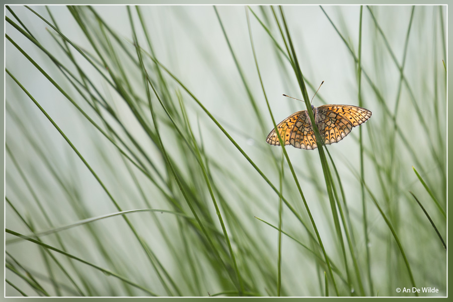 Veldparelmoervlinder - Melitaea cinxia