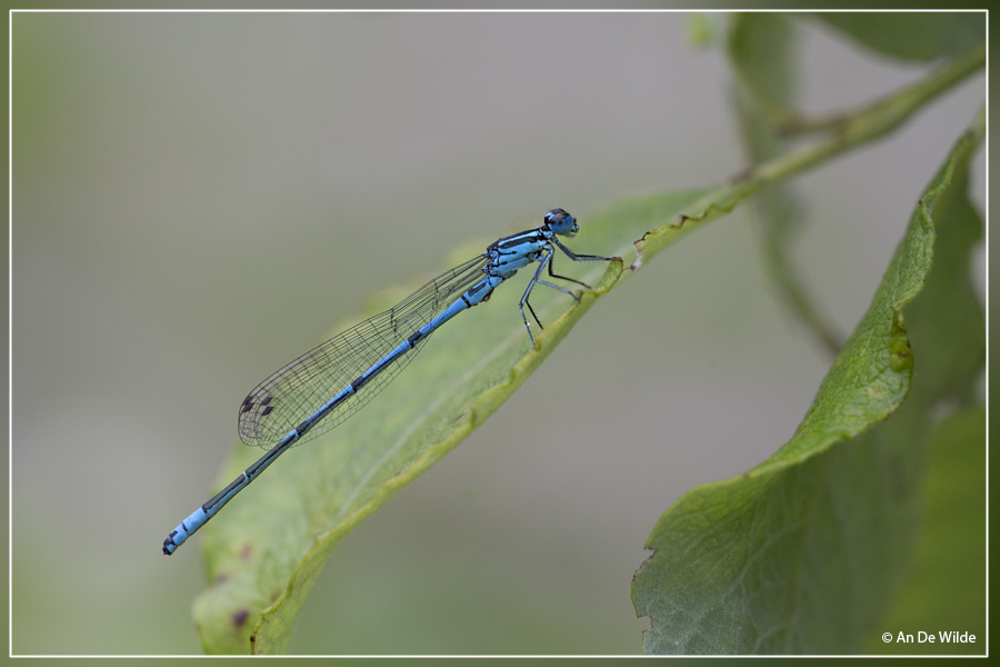 Azuurwaterjuffer - Coenagrion puella ?