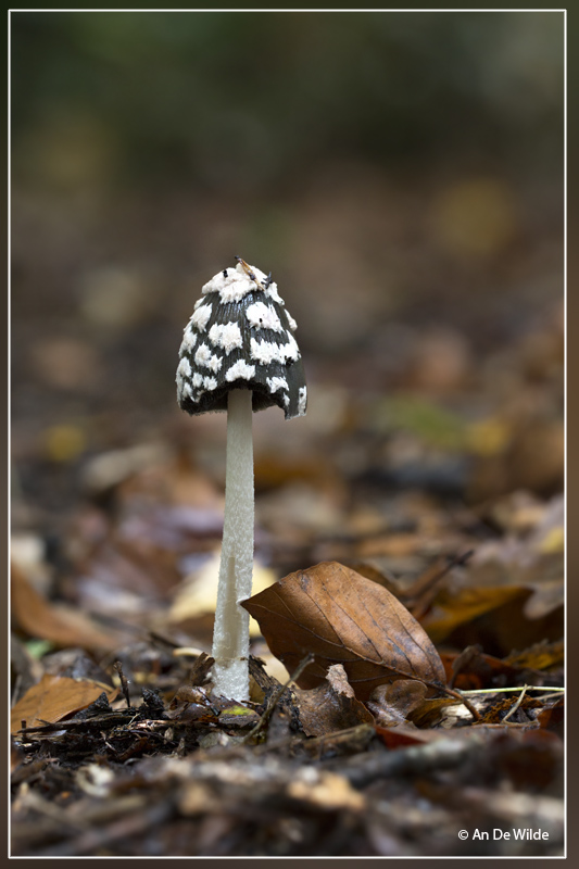 Spechtinktzwam - Coprinopsis picacea 