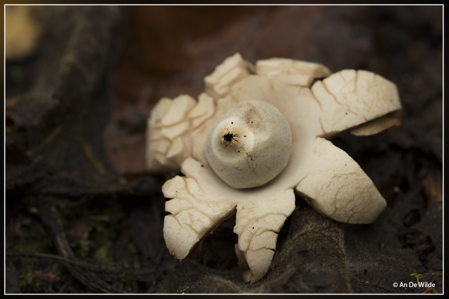 Gekraagde aardster - Geastrum triplex 