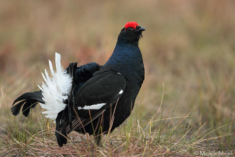 Black Grouse 