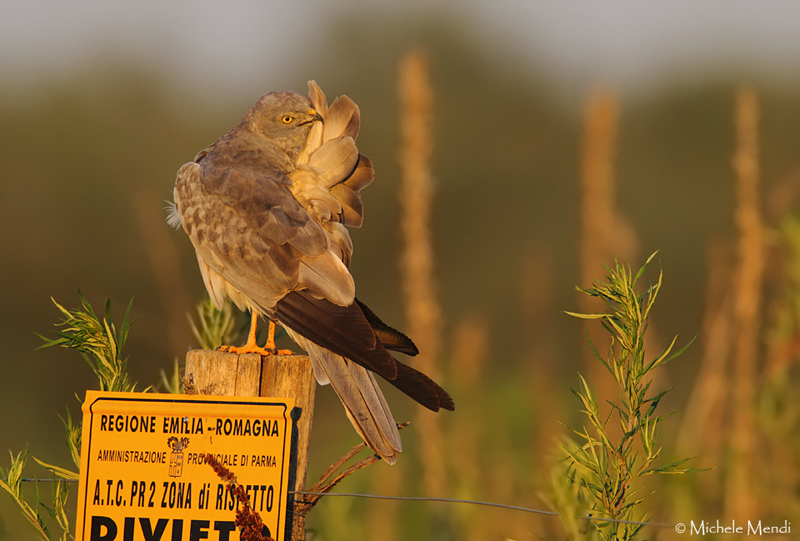 Montagus Harrier 
