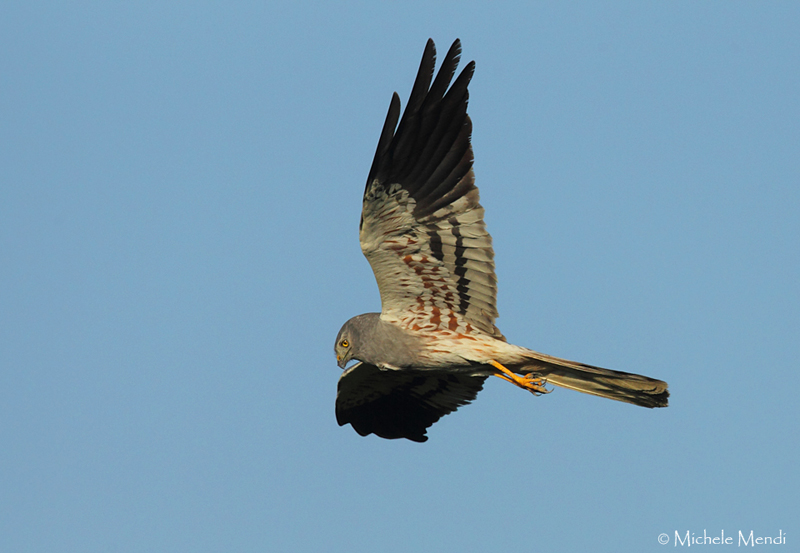 Montagus Harrier 