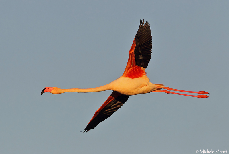 Flamingo