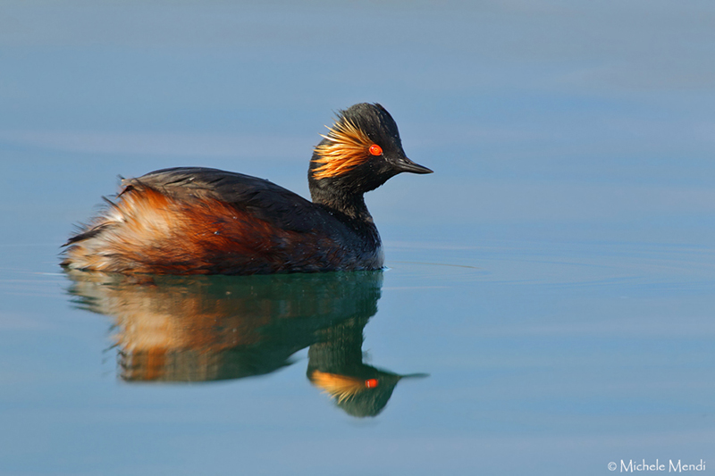 Black-necked grebe