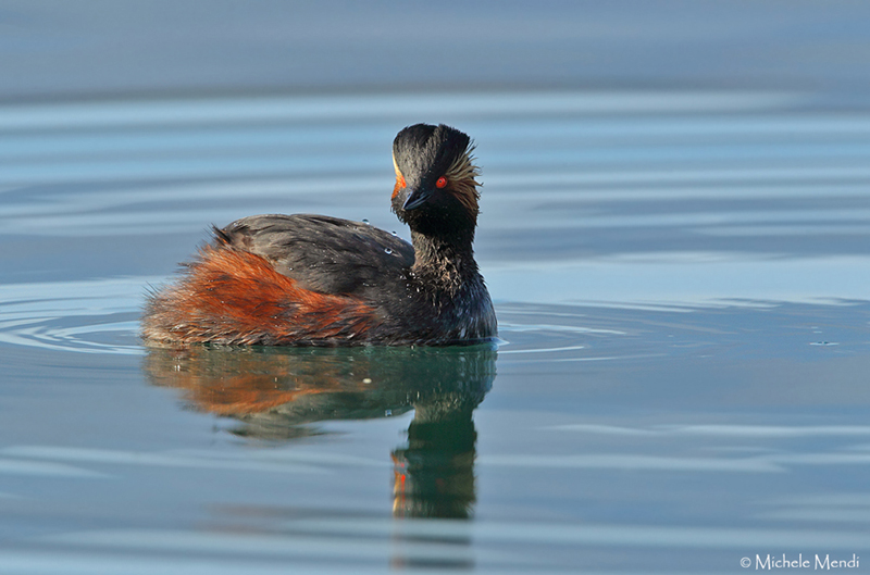 Black-necked grebe